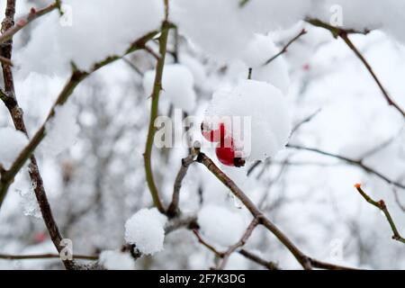 Rote Hagebutten im Winter mit Frost und Schnee Stockfoto