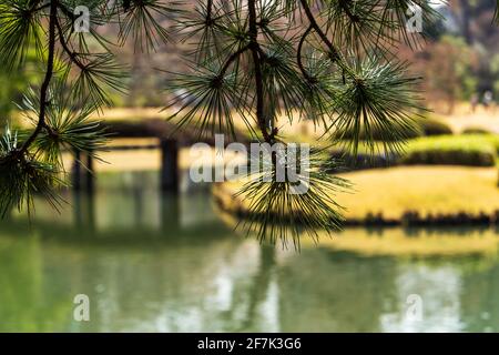 Kiefernnadeln im Rikugien Park - Zeit der Sakura! Alte authentische Brücke in der Ferne. Zeit der Sakura! Stockfoto