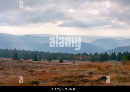 Naturschutzgebiet Tanet Gazon du Faing, Hautes Vosges, Haut-Rhin (68), Region Grand Est, Frankreich Stockfoto
