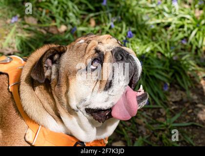 Red English British Bulldog Dog schaut nach oben, leckt seine Zunge aus und sitzt in den Bluebells am heißen sonnigen Frühlingstag Stockfoto