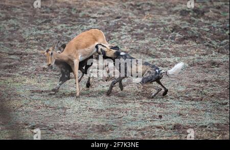 Zwei wilde Hunde rammten an den Hinterbeinen des Impalas fest, bevor der Rest des Rudes sich ihnen anschloss. SOUTH LUANGWA NATIONAL PARK, NAMIBIA: BEOBACHTEN SIE DIE brutale Mutter Stockfoto
