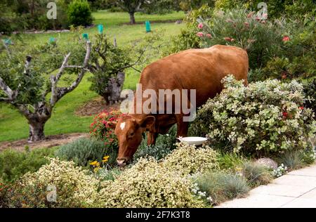 Streunende braune Kuh, entkam vom Feld und aß im Blumenbeet des nahe gelegenen privaten Gartens. Falscher Ort zur falschen Zeit - Queensland, Australien. Stockfoto