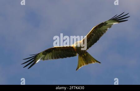 Roter Drachen im Flug gegen blauen Himmel Stockfoto