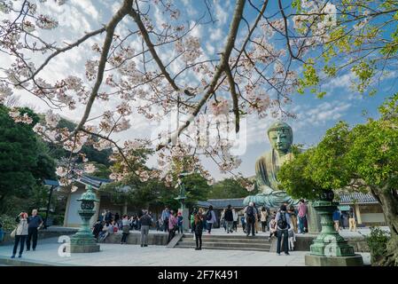 Der große Buddha, Daibutsu, Kotoku-in Buddhistischer Tempel. Touristen besuchen die Sakura-Saison, auch bekannt als Kirschblütensaison. Kamakura, Japan. Stockfoto