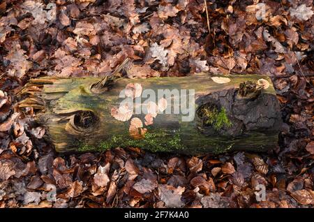Baumstamm oder Baumstumpf, mit abblätternder Rinde, auf dem Waldboden mit braunen verfallenden Blättern Stockfoto