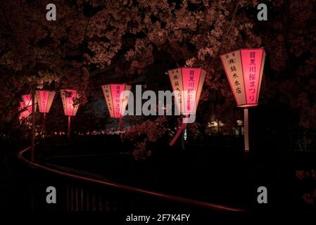 Japanische Sakura- und Kirschblütenbäume in voller Blüte. Schöne rosa Chochin Laternen beleuchtet in der Nacht. Sakura-Saison, Japan Stockfoto