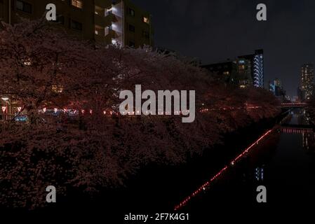 Meguro River bei Nacht. Japanische Würgellaternen inmitten von Sakura- und Kirschblütenbäumen. Beleuchtete rosa und magentafarbene Blüten spiegeln sich im Fluss. Stockfoto