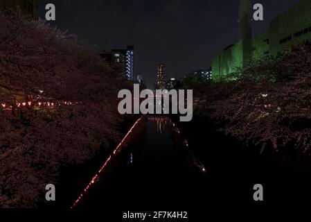 Meguro River bei Nacht. Japanische Würgellaternen inmitten von Sakura- und Kirschblütenbäumen. Beleuchtete rosa und magentafarbene Blüten spiegeln sich im Fluss. Stockfoto