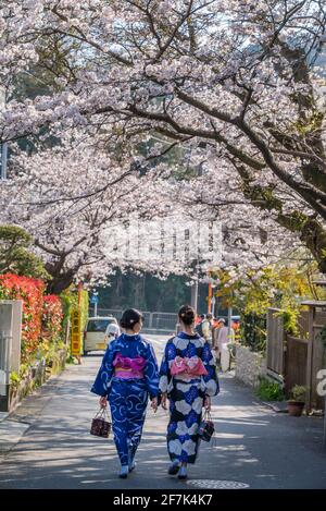 Junge japanische Frauen, die in traditionellem Kimono-Kleid entlang einer von Bäumen gesäumten Straße spazieren. Sakura- und Kirschblütenbäume in voller Blüte mit rosa Blüten Stockfoto