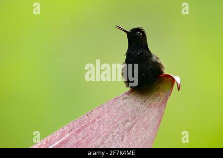 Schwarzbauchhummingbird, der seltene endemische Kolibri aus Costa Rica, die Pherusa nigriventris. Tier in der Natur Lebensraum. Stockfoto