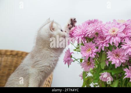 Süßes weißes britisches Kätzchen mit einem Strauß Chrysanthemen. Heller Hintergrund, Kopierbereich. Stockfoto