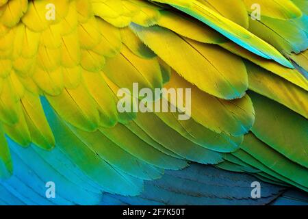 Nahaufnahme des Papageiengefieders. Grüner Papagei Grosser-Grüner Ara, Ara ambigua, Detail des Vogelflügels Wilde Natur in Costa Rica. Grün, gelb und blau Stockfoto