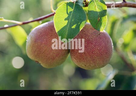 Zwei reife gelb-rosa Birnen hängen im Sommersonnenlicht auf unscharfem natürlichem Hintergrund am Baumzweig. Stockfoto
