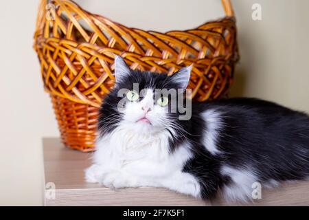 Katze persische Rasse auf dem Hintergrund des Korbes. Schwarz-weiße Farbe, grüne Augen. Metis. Nahaufnahme. Stockfoto