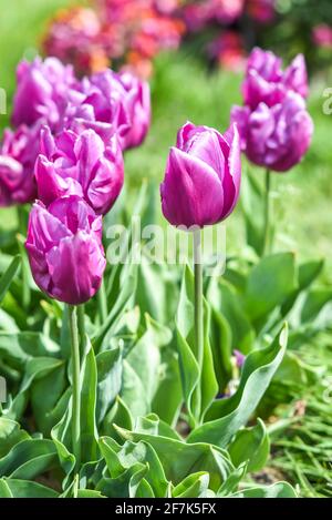 Bunte Tulpen blühen im Frühlingsgarten, selektiver Fokus. Stockfoto