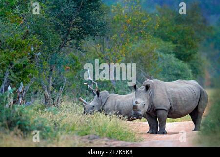 Rhino in Waldlebensraum. Zwei Weiße Nashorn, Ceratotherium simum, mit geschnittenen Hörnern, im Naturlebensraum Kruger Nationalpark. Afrika. Tierarten-Scen Stockfoto