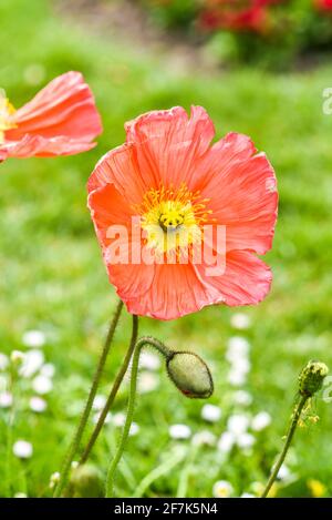 Alpine rote poopy Blume blüht im Frühlingsgarten, selektiver Fokus. Stockfoto