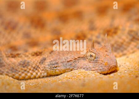 Sahara-gehörnte Wüstenviper, Cerastes cerastes, in Nordafrika. Supraorbitale „Hörner“ auf dem Kopf. Gefährliche Tier im gelben Sand versteckt, Saha Stockfoto