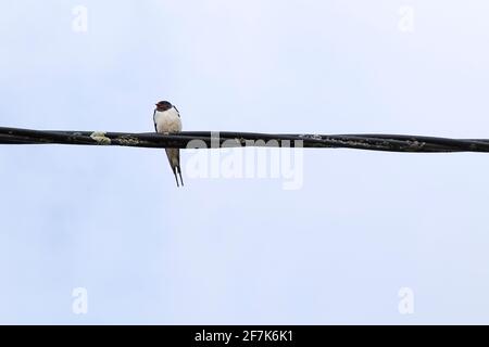 Eine Schwalbe (Hirundo rustica), die auf einem Draht thront Stockfoto