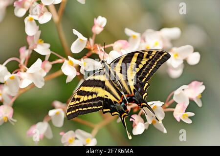 Schmetterling sitzt auf dem grünen verlassen. Schmetterling Papilio pilumnus, in der Natur grünen Wald Lebensraum, südlich der USA, Arizona. Stockfoto