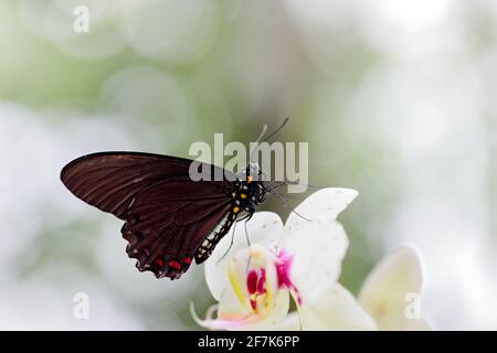 Gemeiner Mormon, Papilio polytes, schöner Schmetterling aus Costa Rica und Panama. Wildtierszene mit Insekten aus dem tropischen Wald. Schmetterling sitzt auf Stockfoto