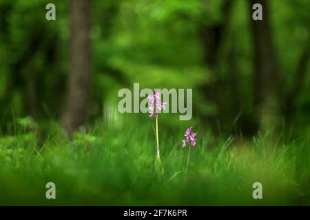 Orchis mascula, frühe Purple Orchid, blühende europäische terrestrische Wildblume in Naturlebensraum, Detail der Blüte, grüner klarer Hintergrund, Tschechische Repu Stockfoto