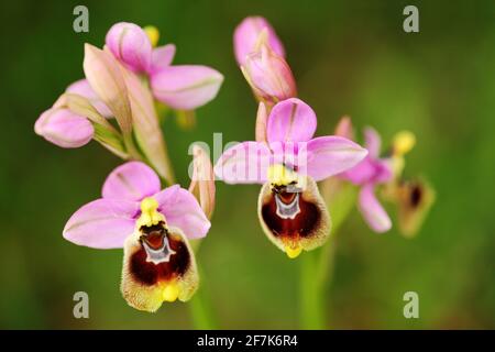 Ophrys tenthredredinifera, Sawfly Orchid, Gargano in Italien. Blühende europäische terrestrische Wildorchidee, Lebensraum der Natur. Schönes Detail der Blüte, Frühling Stockfoto