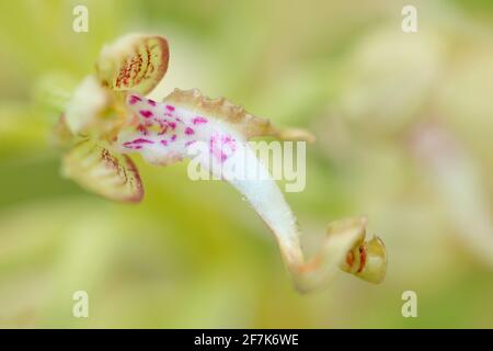 Himantoglossum hircinum, Eidechse Orchidee, Detail von blühenden Wildpflanzen, Jena, Deutschland. Natur in Europa. Stockfoto