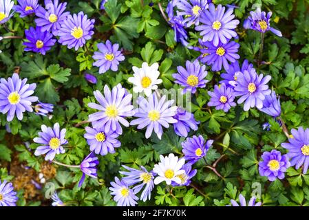 Lila balkan-Anemone blüht im Frühlingsgarten, selektiver Fokus. Stockfoto