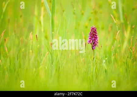 Breitblättrige Marschorchidee, Dactylorhiza majalis, blühende europäische terrestrische Wildorchidee, Lebensraum in der Natur. Schönes Detail der Blüte, Tschechisch. Natur Stockfoto