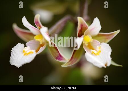 Epipactis palustris, Marsh Helleborine, blühende europäische terrestrische Wildorchidee in einem natürlichen Lebensraum. Wilde Orchidee im Gras. Nahaufnahme der Orchidee Stockfoto