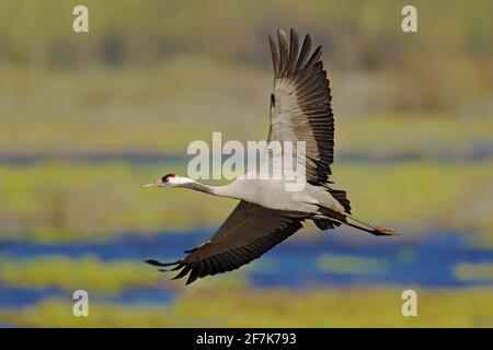 Gewöhnlicher Kranich, Grus grus, großer Vogel, der den Lebensraum der Natur fliegt, Hornborga-See, Schweden. Wildlife-Szene aus Europa. Grauer Kran mit langem Hals. Fliegen Sie nach oben Stockfoto