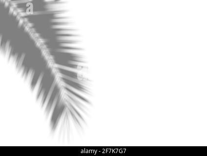 Schattenüberlagerungseffekt für das Foto. Verschwommene Schatten von Palmblättern und tropischen Ästen an einer weißen Wand im Sonnenlicht. Hochwertige Fotos Stockfoto