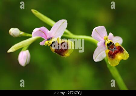 Ophrys tenthredredinifera, Sawfly Orchid, Gargano in Italien. Blühende europäische terrestrische Wildorchidee, Lebensraum der Natur. Schönes Detail der Blüte, Frühling Stockfoto