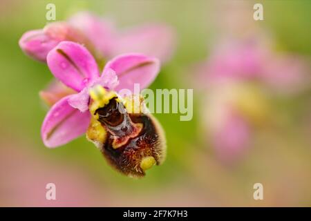 Ophrys tenthredredinifera, Sawfly Orchid, Gargano in Italien. Blühende europäische terrestrische Wildorchidee, Lebensraum der Natur. Schönes Detail der Blüte, Frühling Stockfoto