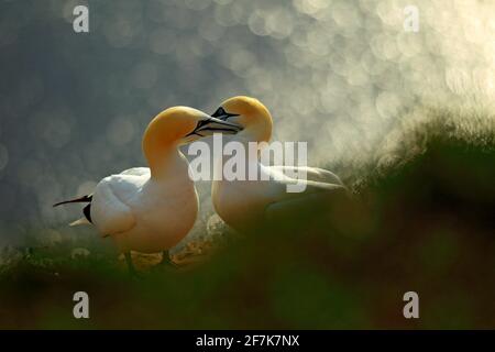 Das Leben auf einer Klippe. Porträt eines Paares von Nördlicher Gannet, Sula bassana, abends orangefarbenes Licht im Hintergrund. Zwei Vögel lieben den Sonnenuntergang, Tiere lieben sich Stockfoto