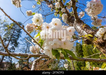 Nahaufnahme von dichten weißen hübschen Blütenblüten auf einem blühenden Zierkirschenbaum in einem Garten im Frühjahr in Surrey, Südostengland, Großbritannien Stockfoto