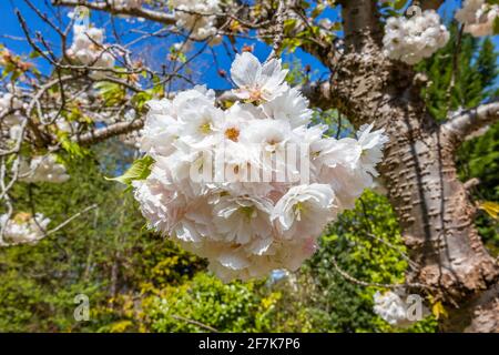 Nahaufnahme von dichten weißen hübschen Blütenblüten auf einem blühenden Zierkirschenbaum in einem Garten im Frühjahr in Surrey, Südostengland, Großbritannien Stockfoto