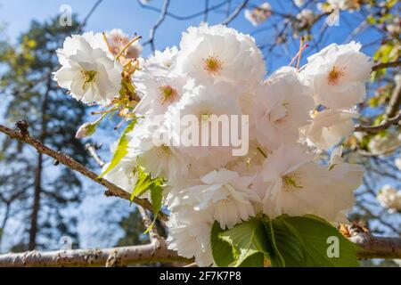 Nahaufnahme von dichten weißen hübschen Blütenblüten auf einem blühenden Zierkirschenbaum in einem Garten im Frühjahr in Surrey, Südostengland, Großbritannien Stockfoto