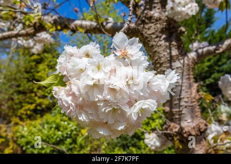 Nahaufnahme von dichten weißen hübschen Blütenblüten auf einem blühenden Zierkirschenbaum in einem Garten im Frühjahr in Surrey, Südostengland, Großbritannien Stockfoto