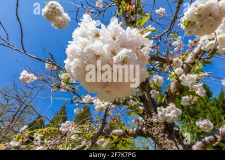 Nahaufnahme von dichten weißen hübschen Blütenblüten auf einem blühenden Zierkirschenbaum in einem Garten im Frühjahr in Surrey, Südostengland, Großbritannien Stockfoto