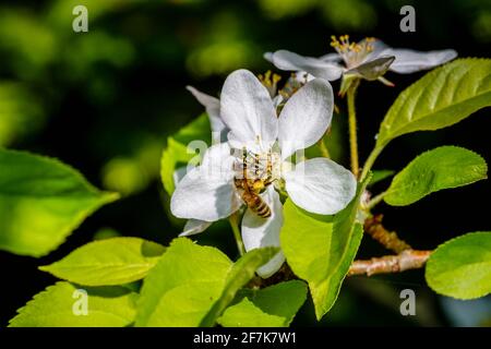 Eine Honigbiene, APIs mellifera, sammelt Nektar und Pollen aus den Staubfäden der weißen Apfelbaumblüte im Frühjahr, Surrey, Südostengland, Großbritannien Stockfoto