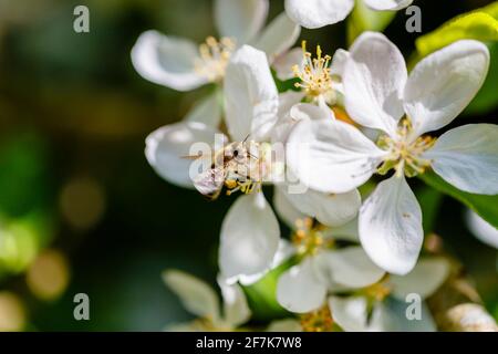 Eine Honigbiene, APIs mellifera, sammelt Nektar und Pollen aus den Staubfäden der weißen Apfelbaumblüte im Frühjahr, Surrey, Südostengland, Großbritannien Stockfoto