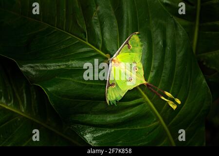 ACTIAS luna, luna Motte, schöner gelbgrüner Schmetterling aus Florida, USA. Große bunte Insekt Natur Vegetation, Schmetterling sitzt auf dem Urlaub. Stockfoto