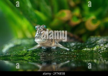 Atlantischer Schlammkipper, Periophthalmus barbarus, Fische im grünen Wasser Habitat. Tier mit großen Augen. Stockfoto