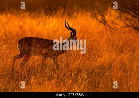 Schönes Impala im Gras mit Abendsonne. Tier in der Natur Lebensraum. Sonnenuntergang in Afrika Tierwelt. Stockfoto