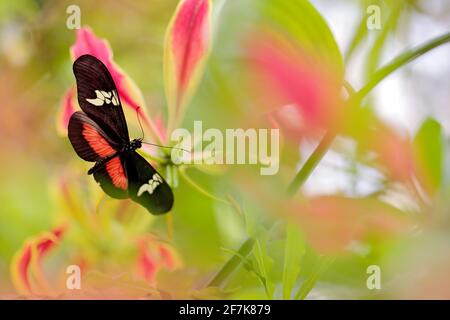 Schmetterling montane Longwing, Heliconius clysonmus, in der Natur Lebensraum. Schönes Insekt aus Panama im grünen Wald. Schmetterling sitzt auf dem Abschied von Stockfoto
