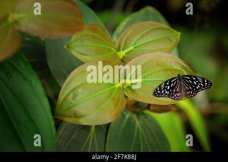 Tirumala hamata, blauer Tiger-Schmetterling aus Australien. Schönes Insekt im Grün, Schmetterling sitzt auf der grünen verlassen, Wald Lebensraum. Stockfoto