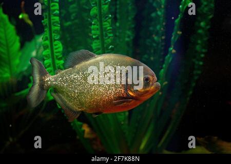 Rotbauchige Piranha, Pygocentrus altus, gefährliche Fische im Wasser mit grüner Wasservegetation. Schwimmendes Raubtier im natürlichen Lebensraum Fluss, Amazo Stockfoto