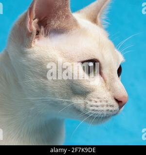 Der Kopf einer jungen reinrassigen tonkinese-Katze mit einer Farbe des Rehminks Auf dem blauen Hintergrund Stockfoto